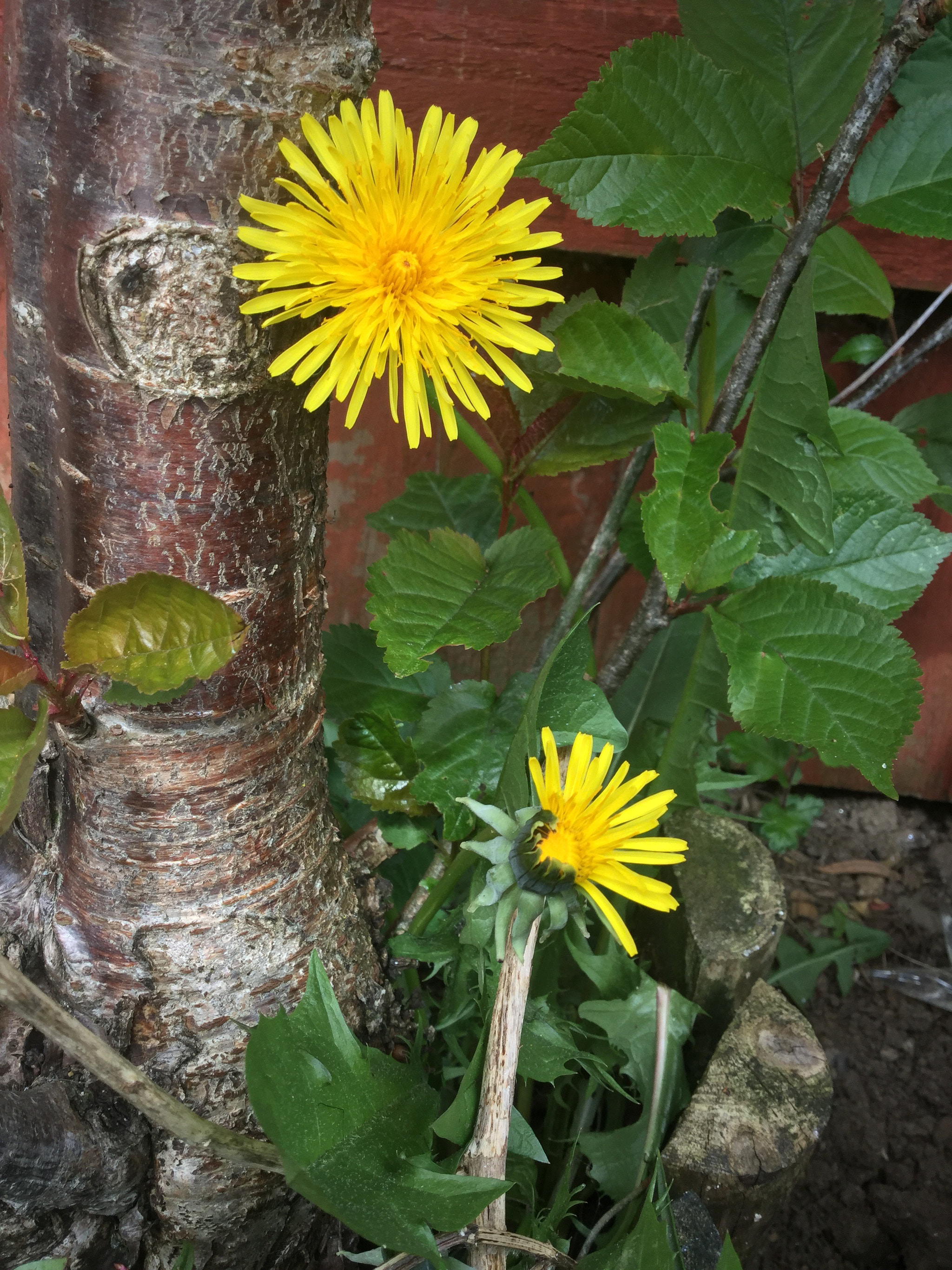 Apple iPad Air 2 sample photo. Dandelions photography