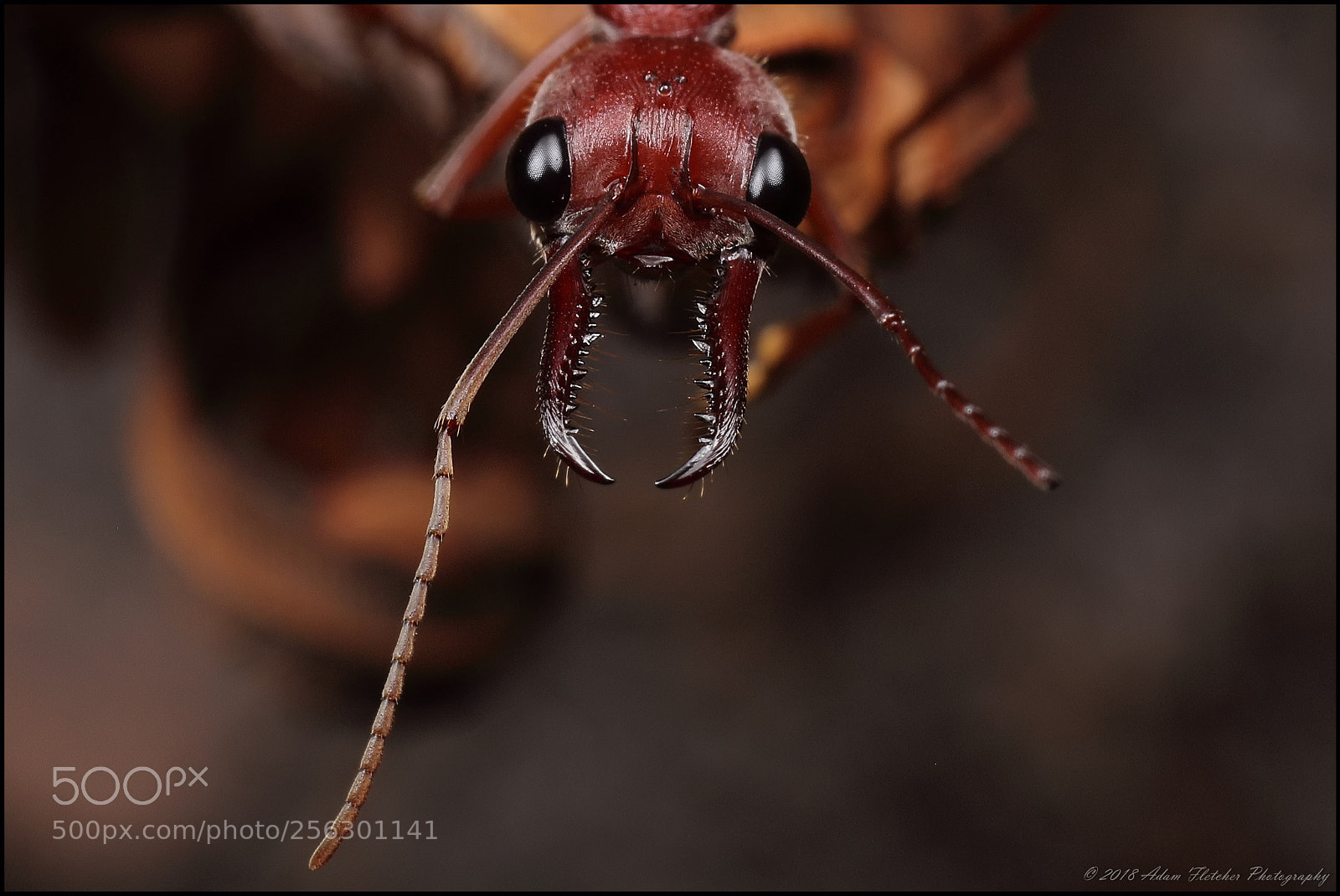 Canon EOS 5DS R sample photo. Myrmecia brevinoda 1 photography