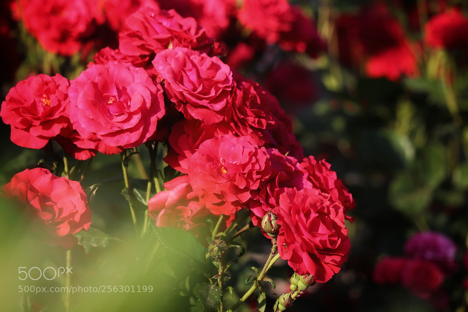 Canon EOS 800D (EOS Rebel T7i / EOS Kiss X9i) sample photo. Roses photography