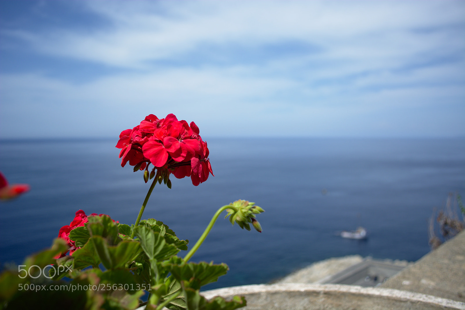 Nikon D5200 sample photo. Flowers photography