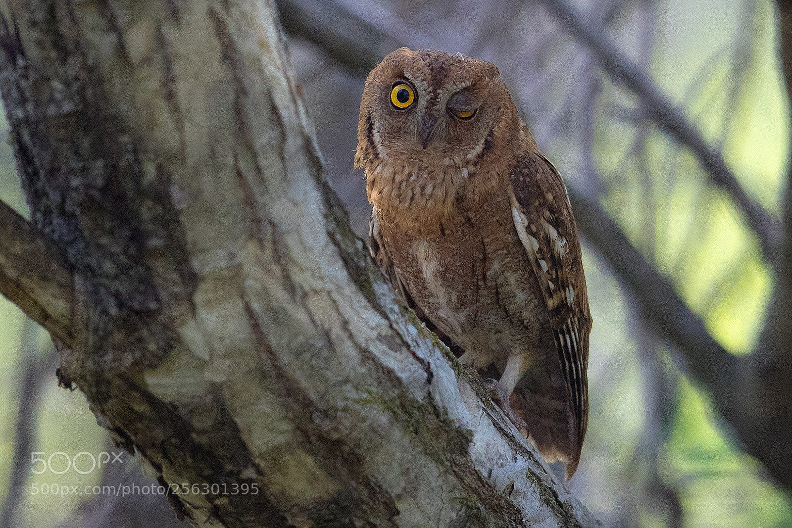 Canon EOS-1D X Mark II sample photo. 적색형소쩍새 photography