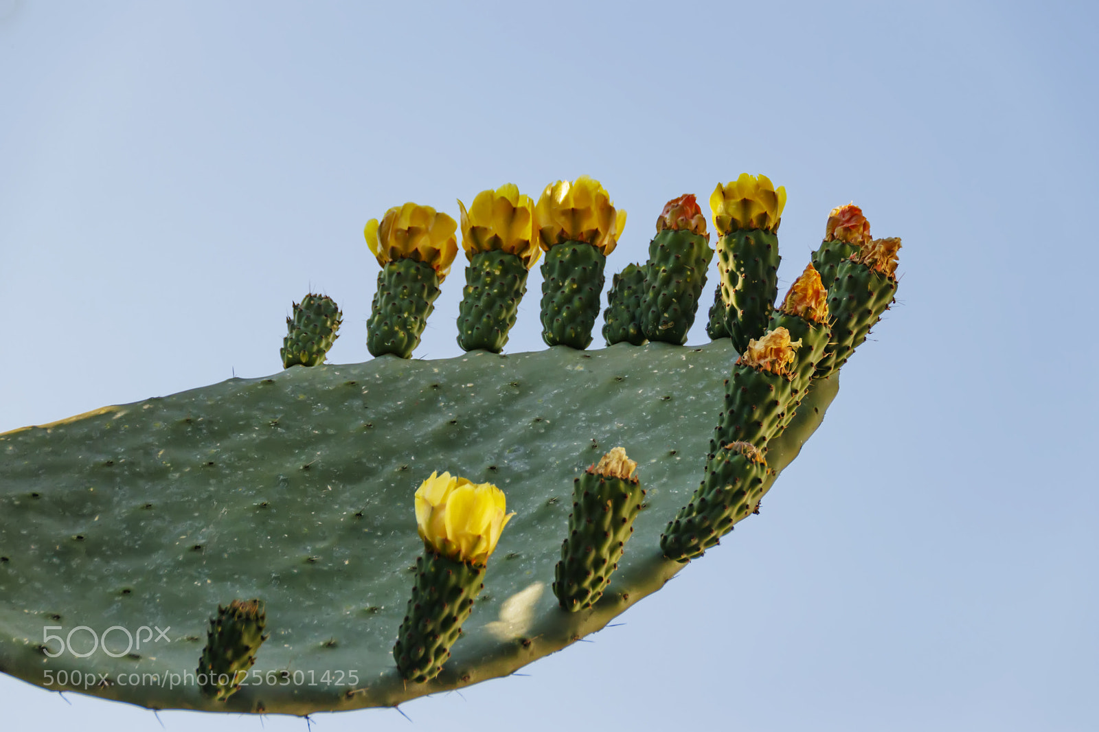 Canon EOS 80D sample photo. Cactus with buds of photography