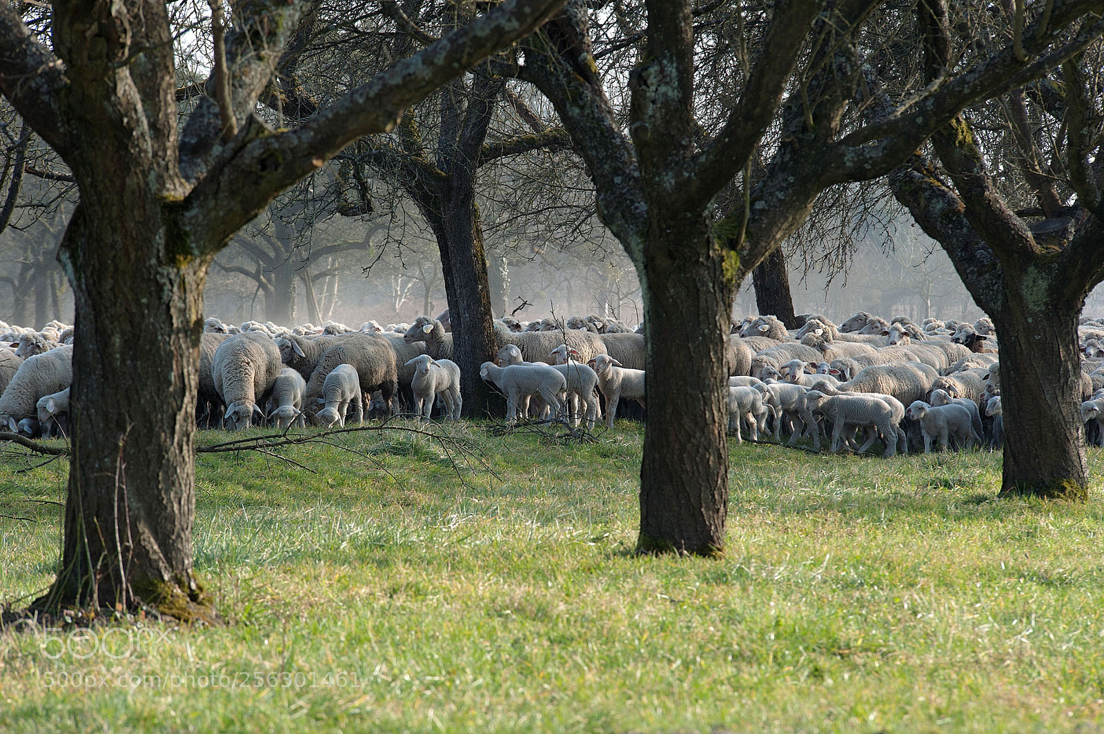 Nikon D700 sample photo. Wandering sheep photography