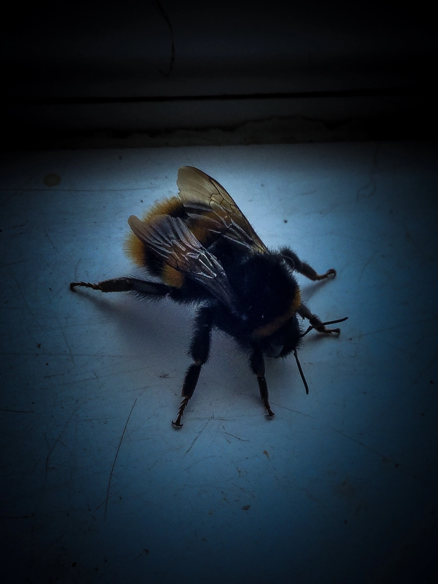 Apple iPad Air 2 sample photo. Close up of a bee photography