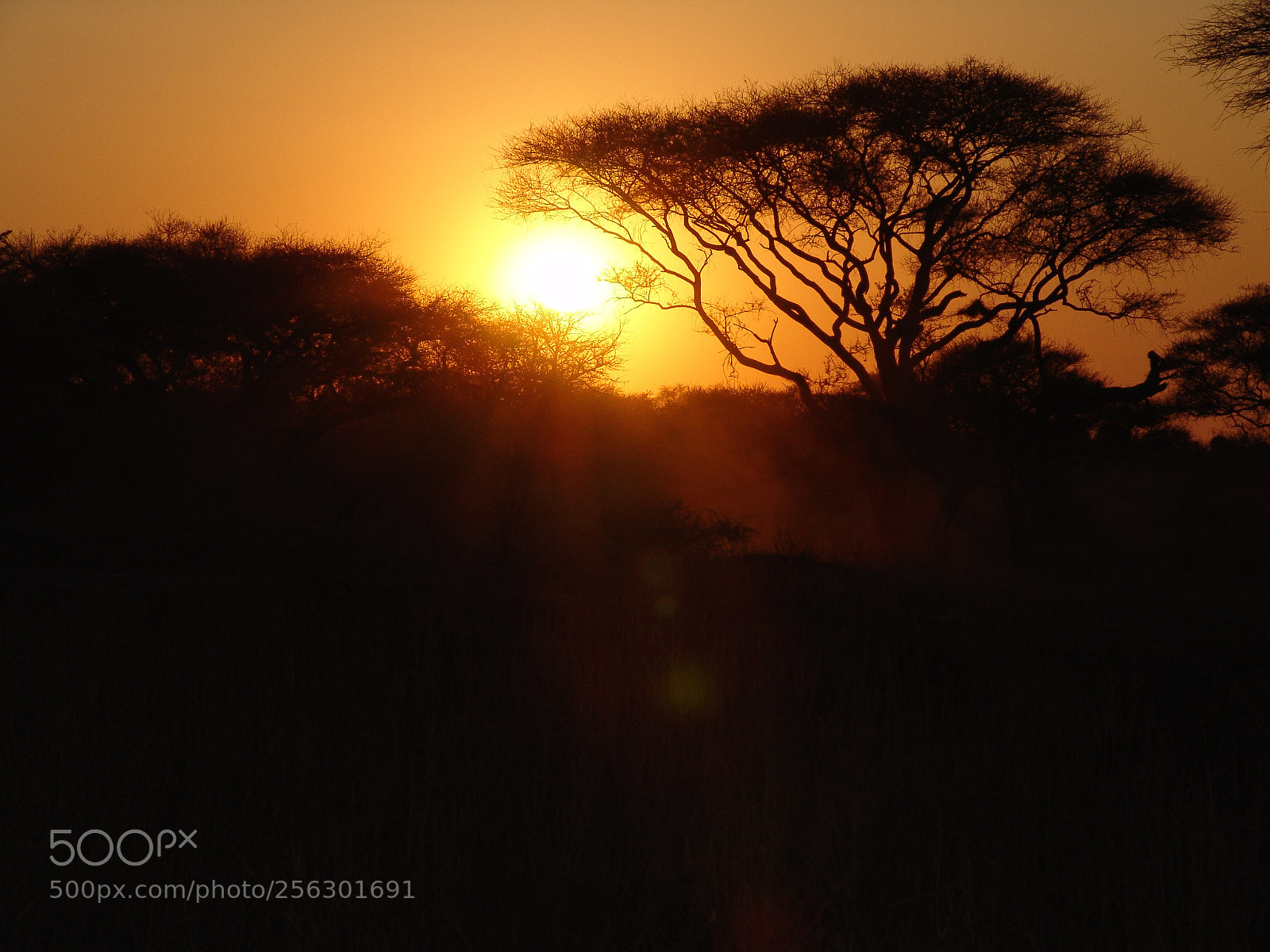 Sony DSC-F828 sample photo. Sunset in kenya photography