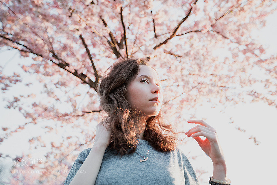 Canon EOS 5D Mark IV sample photo. Sakura photography