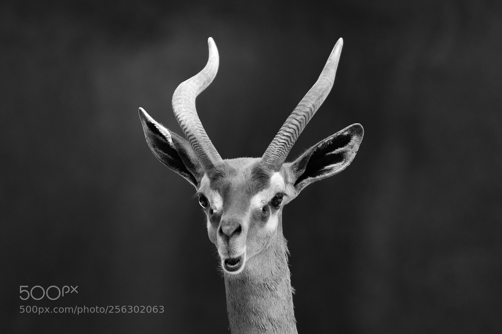 Canon EOS 5D Mark IV sample photo. Gerenuk (black and white) photography