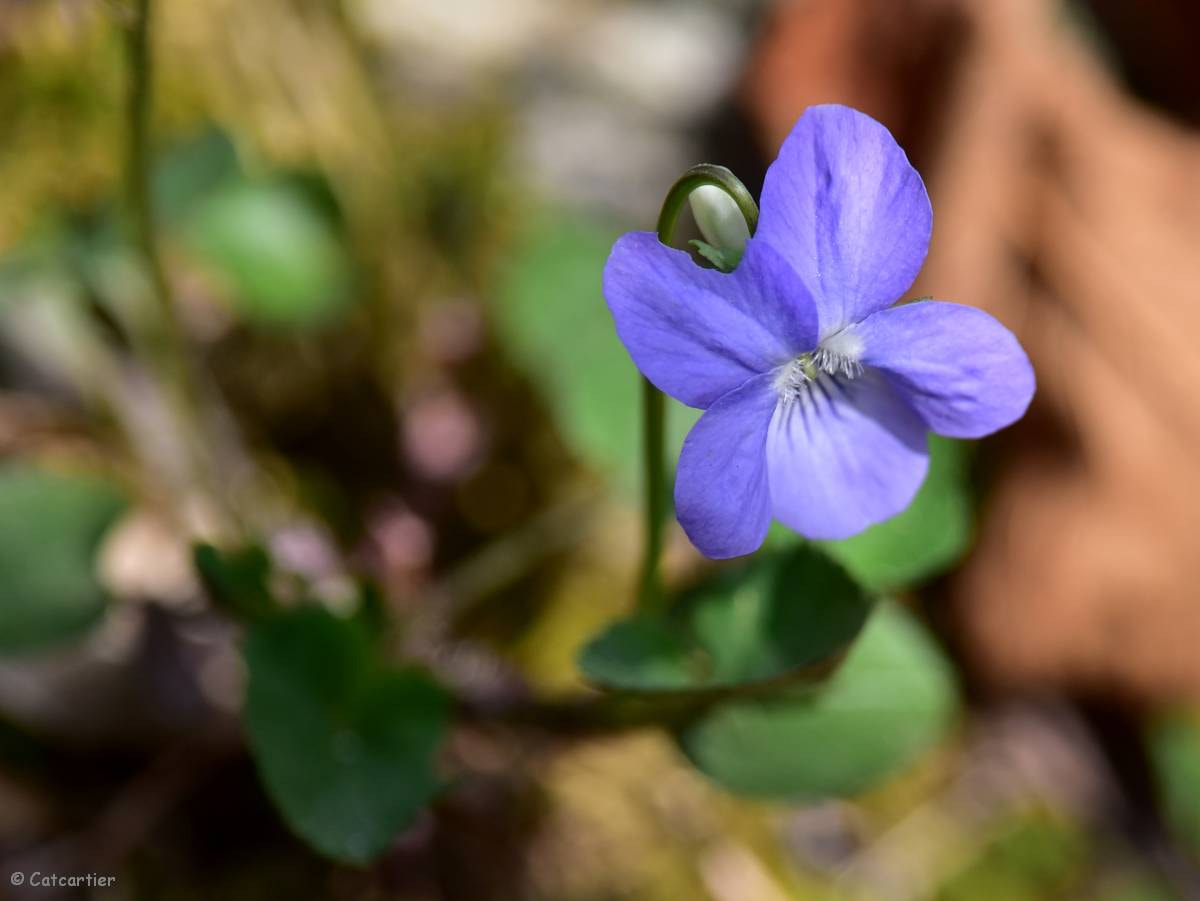 Nikon D750 + Nikon Nikkor AF-S 300mm F4E PF ED VR sample photo. Spring photography