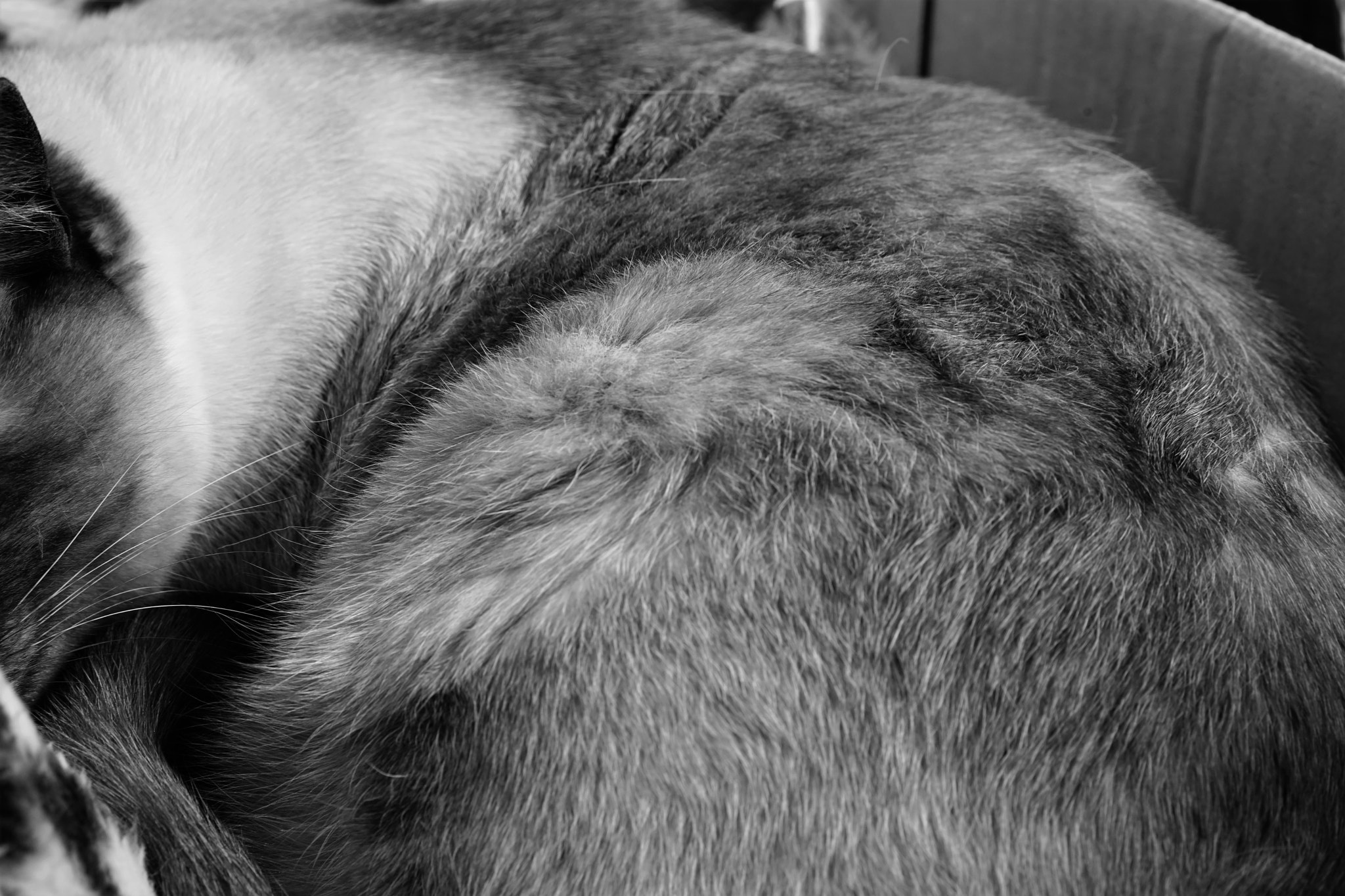 Sony a7 II sample photo. Cat hair photography