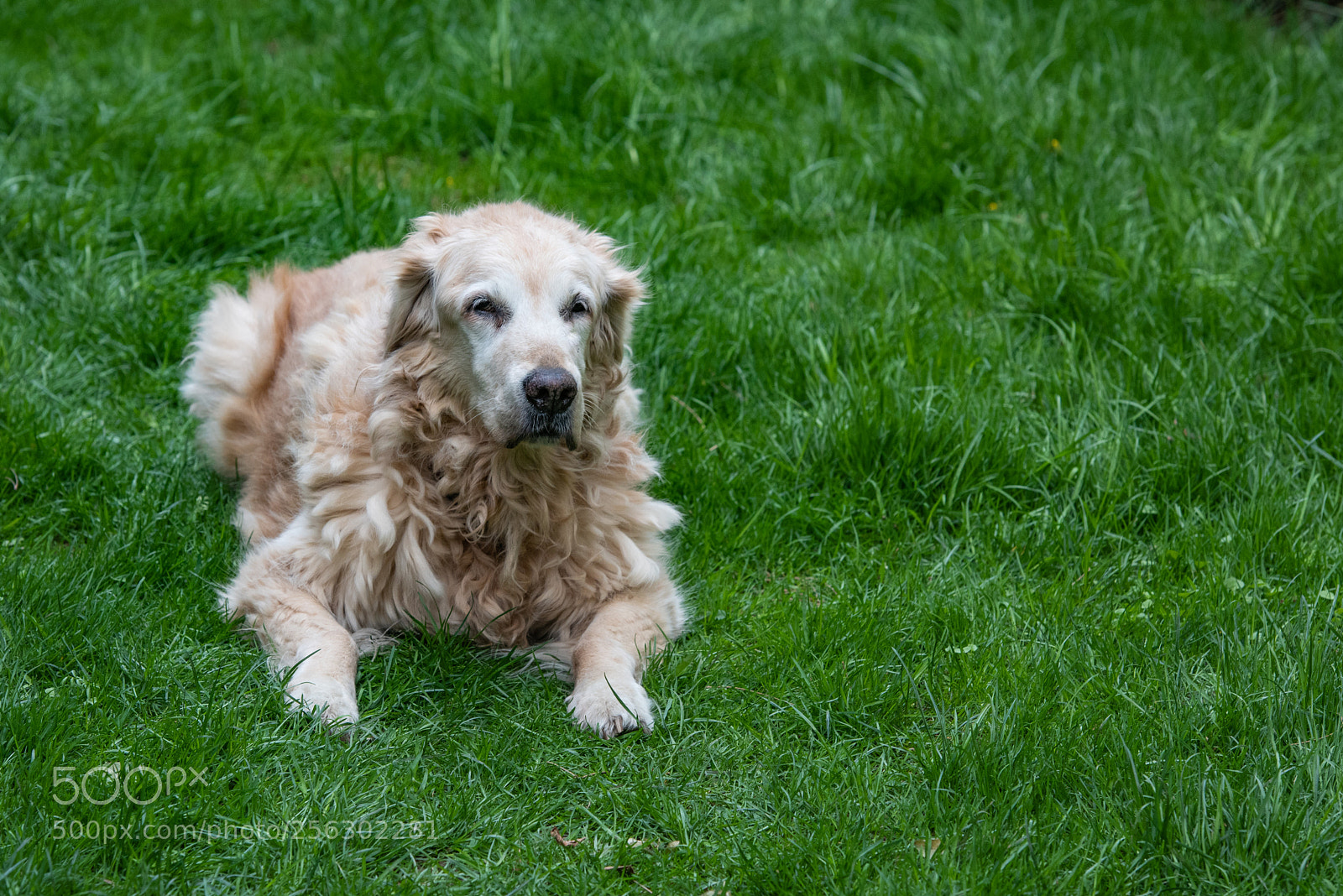 Nikon D810 sample photo. Lara - r.i.p photography