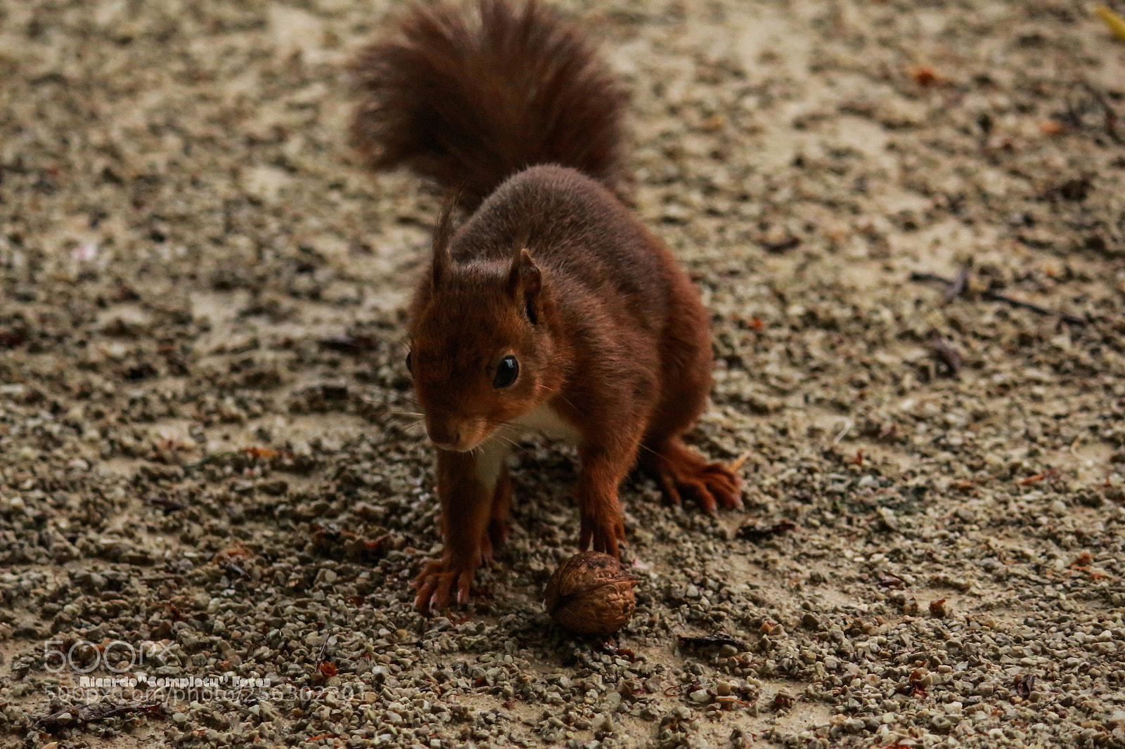 Canon EOS 700D (EOS Rebel T5i / EOS Kiss X7i) sample photo. La nuez photography