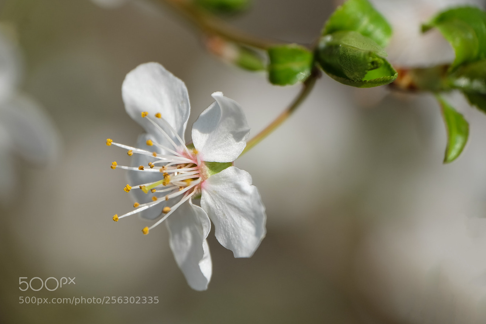 Fujifilm X-M1 sample photo. Cherry blossom photography