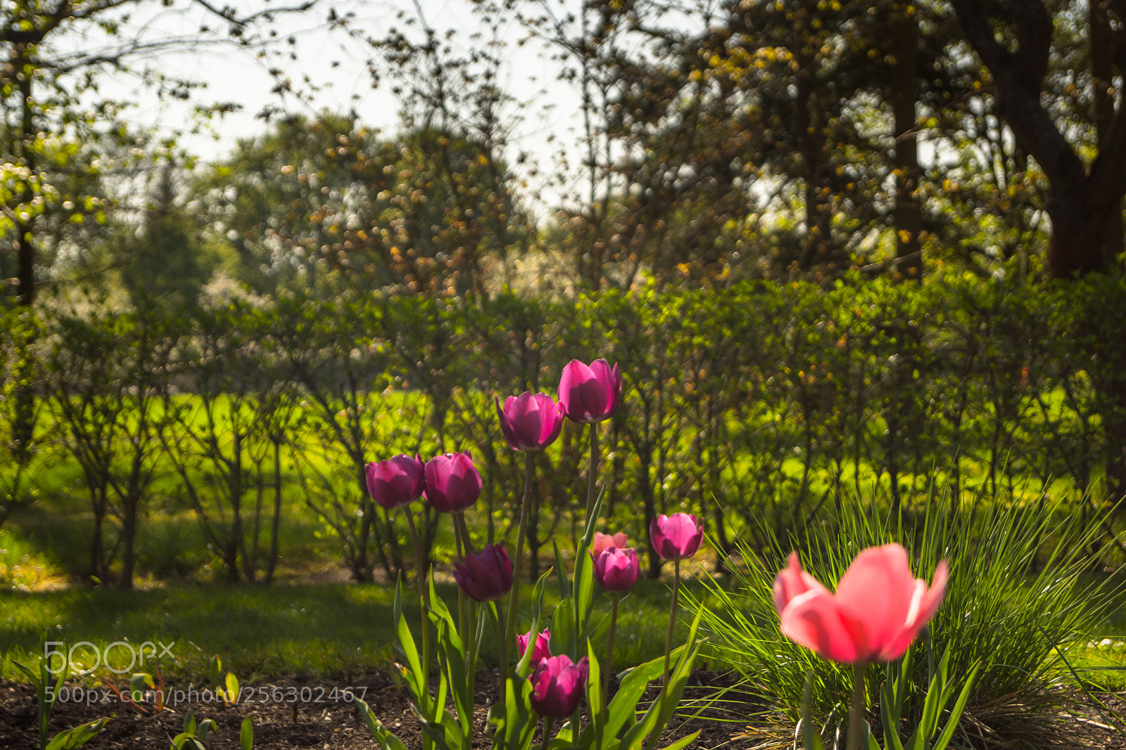 Sony SLT-A68 sample photo. Beauty of nature photography