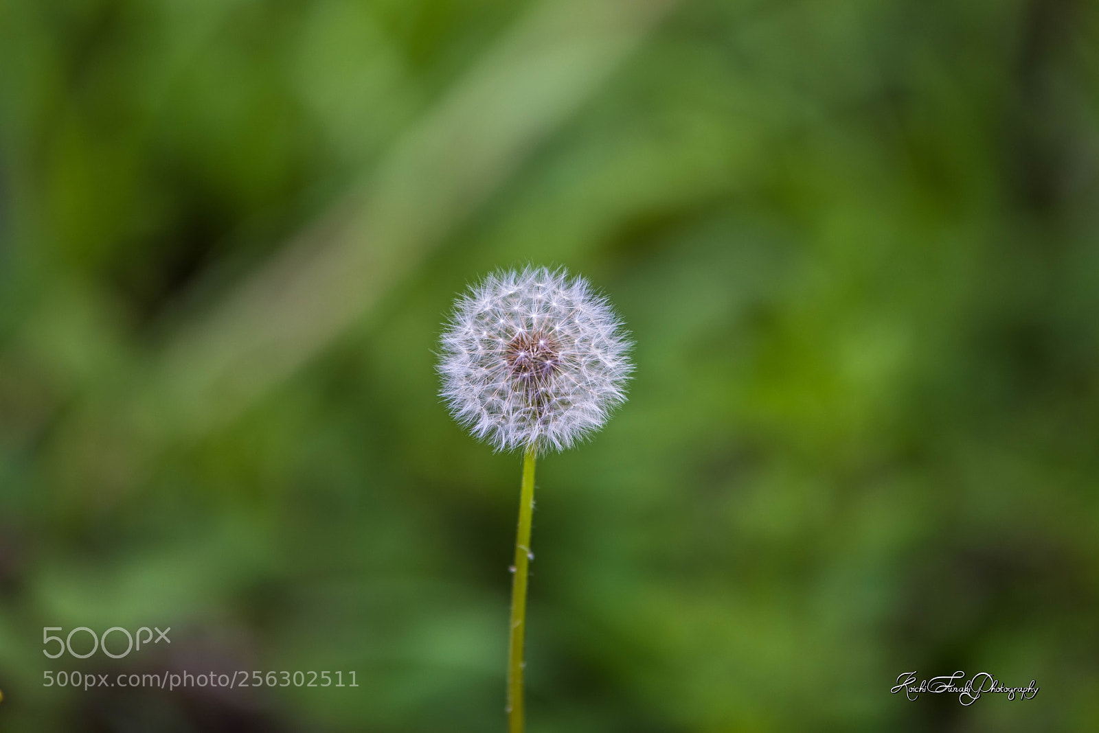 Nikon D810 sample photo. Dandelion's fluff photography