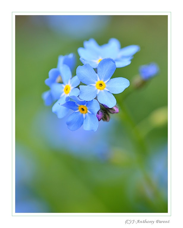 Nikon AF-S Micro-Nikkor 105mm F2.8G IF-ED VR sample photo. Myosotis photography