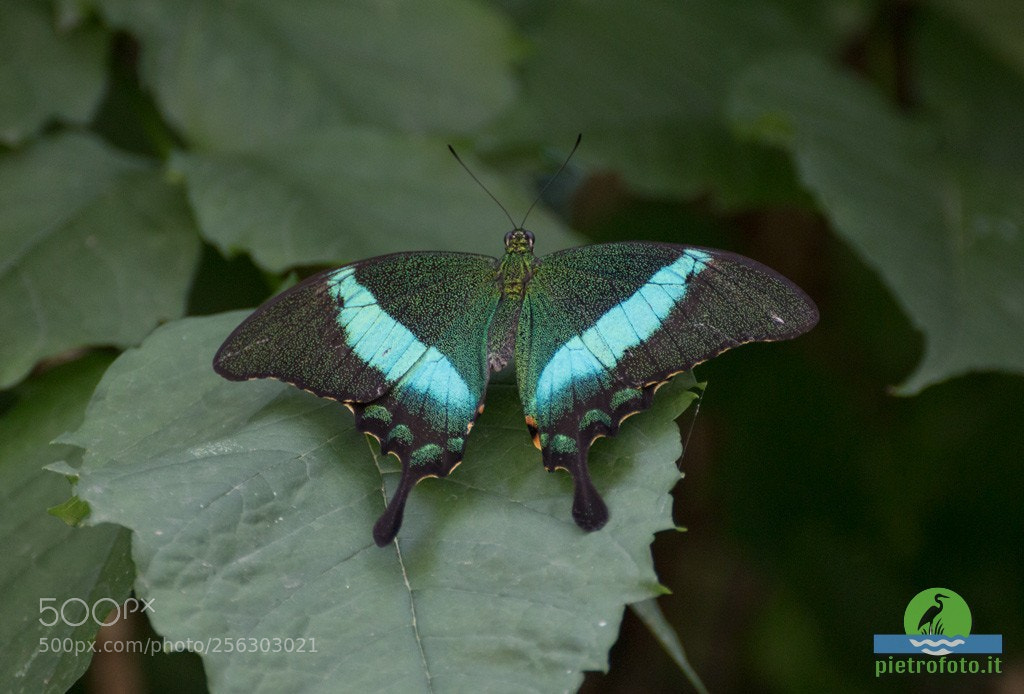 Canon EOS 70D sample photo. Emerald swallowtail butterfly photography