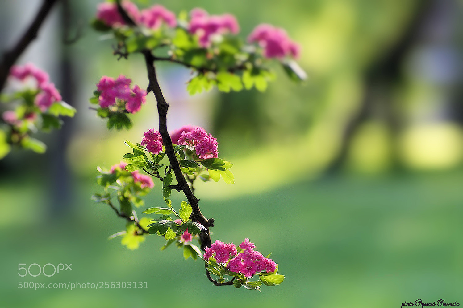 Sony Alpha DSLR-A300 sample photo. Morning in the garden photography
