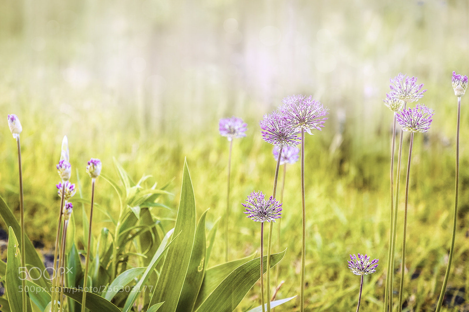 Canon EOS 6D Mark II sample photo. Wildflowers photography
