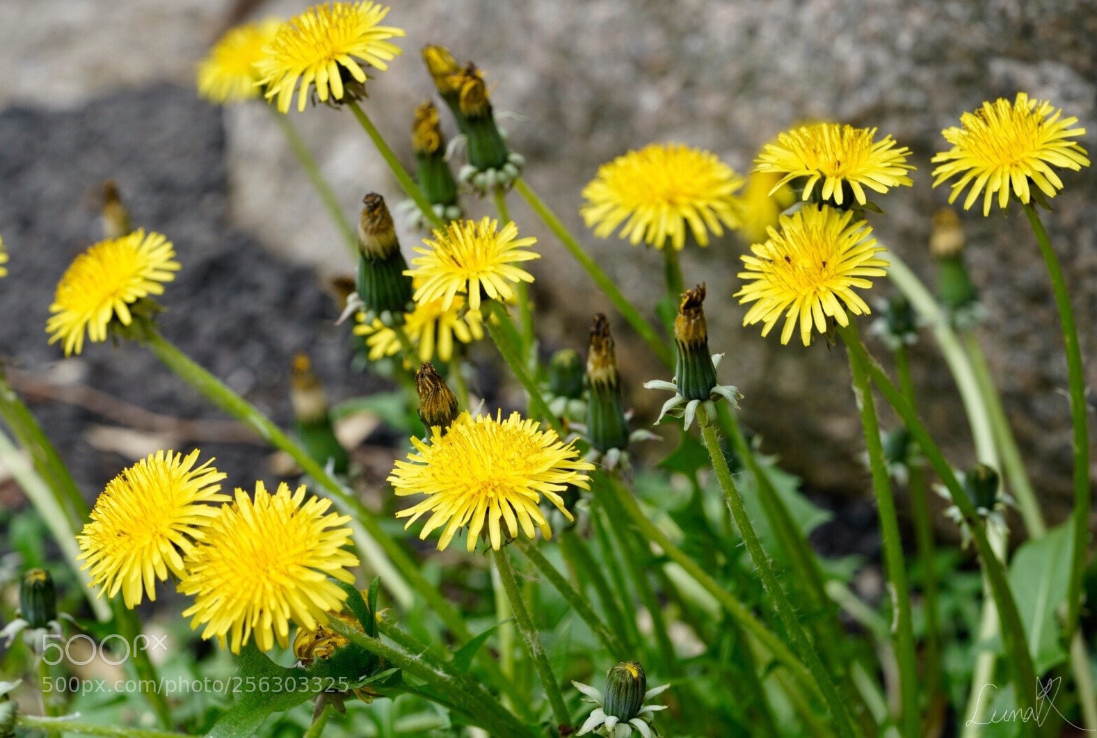 Sony a7R II sample photo. Most beautiful dandelion i photography