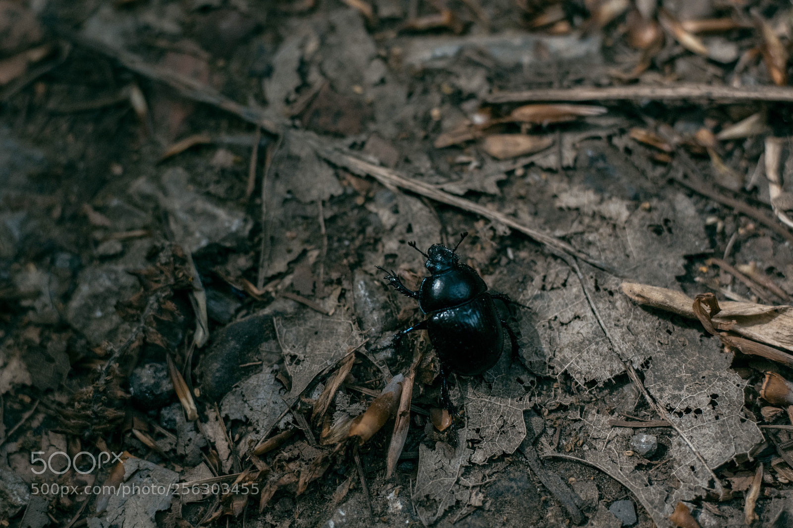 Canon EOS 77D (EOS 9000D / EOS 770D) sample photo. Ffyt #1 photography