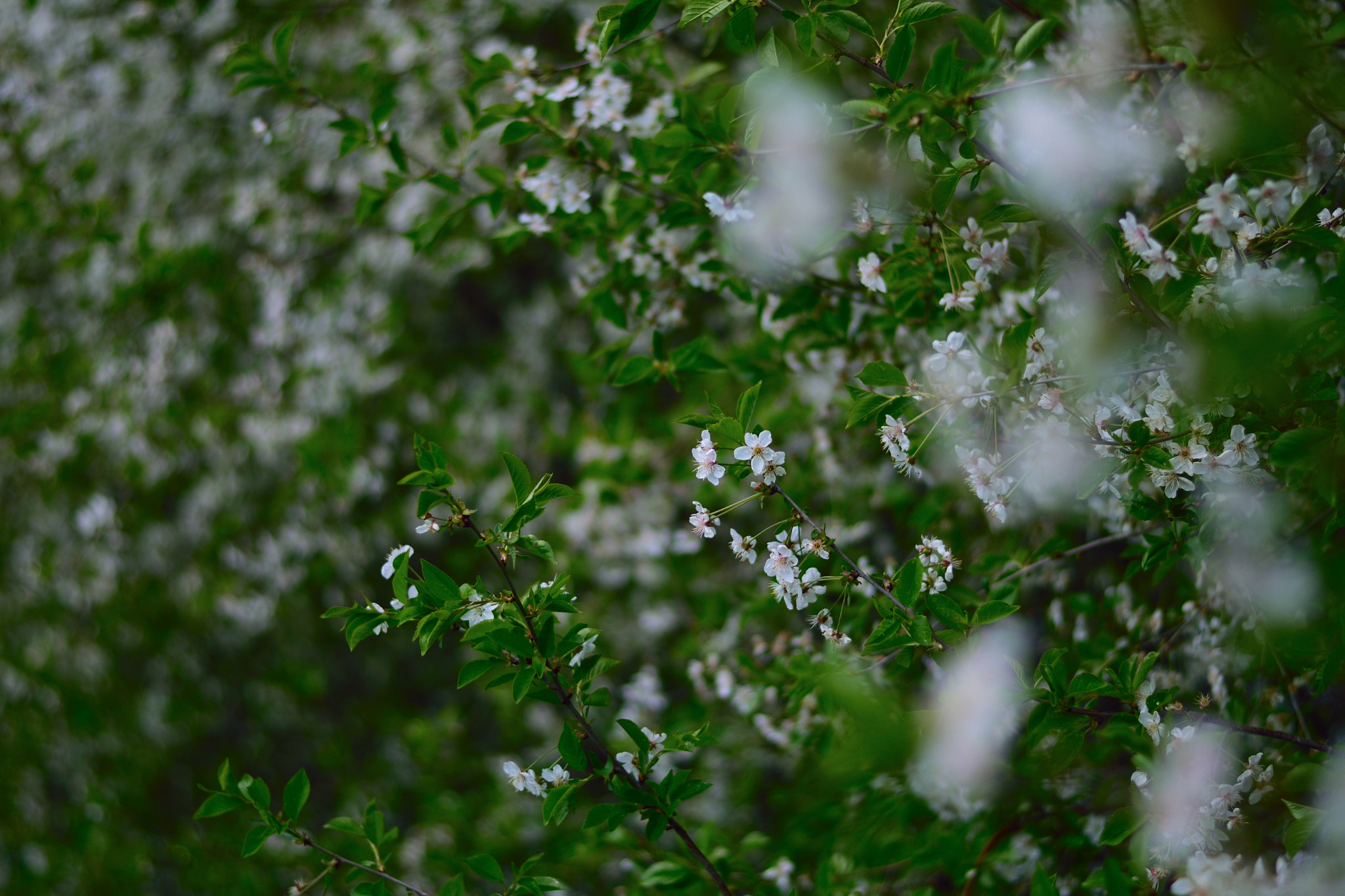 Nikon AF-S Nikkor 50mm F1.8G sample photo. Квітень photography