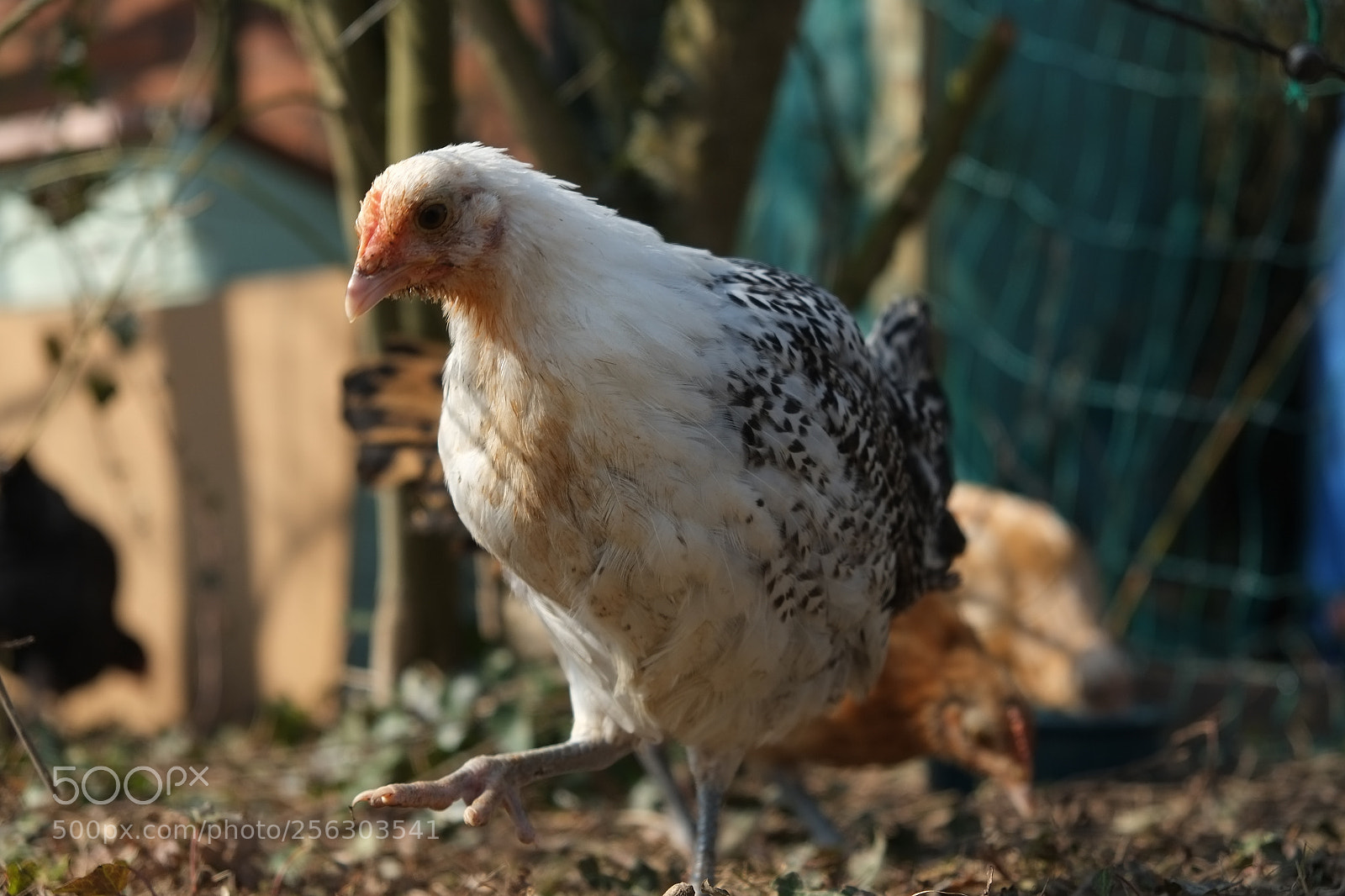 Fujifilm X-E1 sample photo. Jäger photography