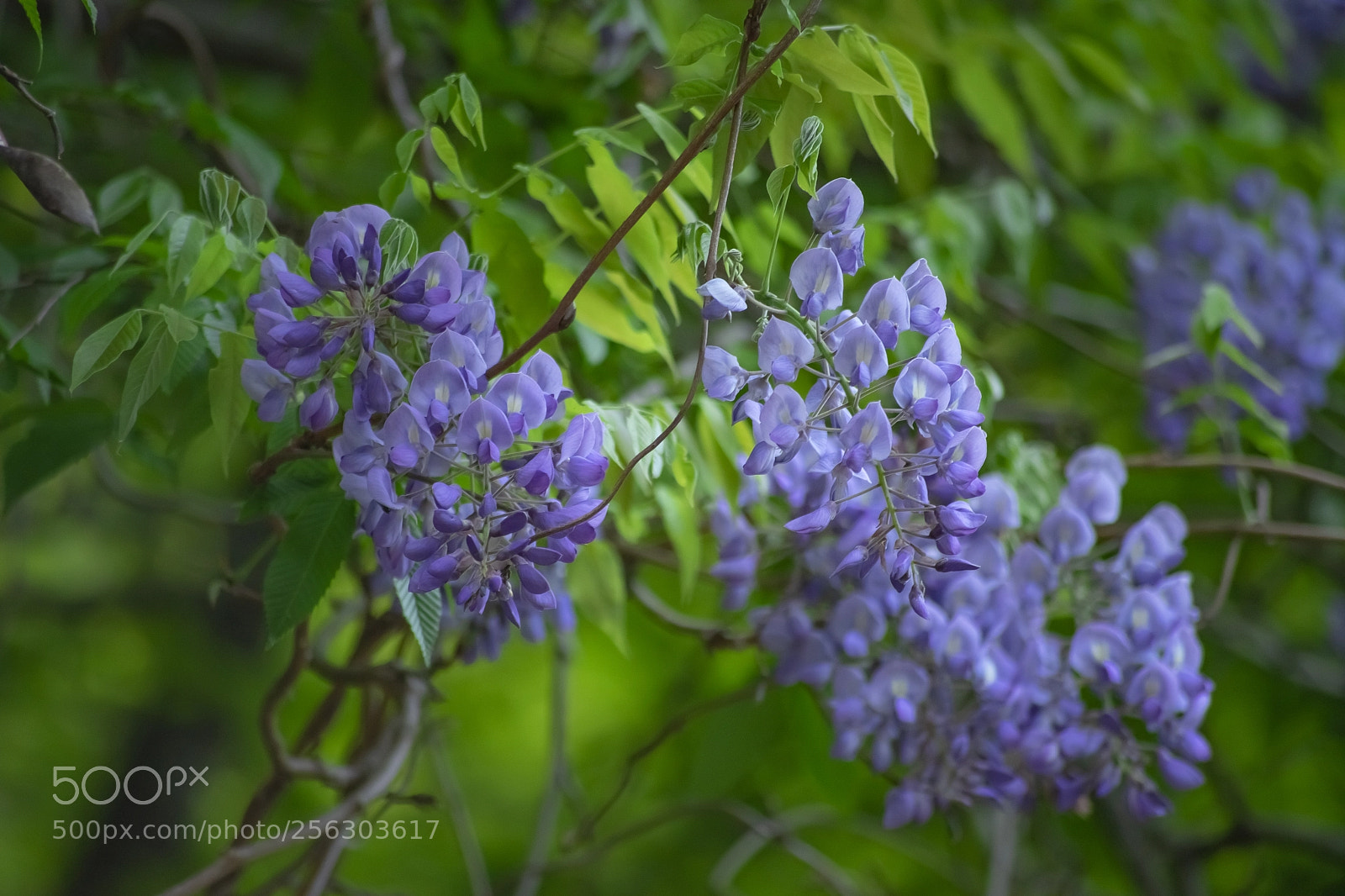 Sony a7 II sample photo. Wild wisteria began to photography