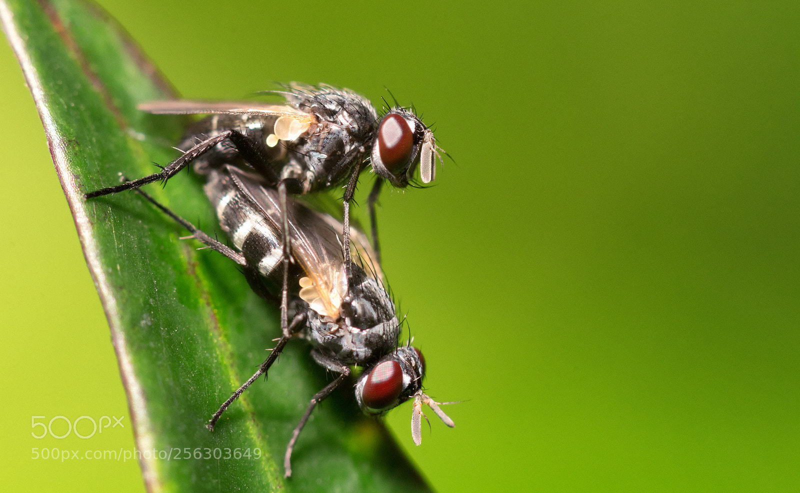 Canon EOS 70D sample photo. Tachinid flies mating photography