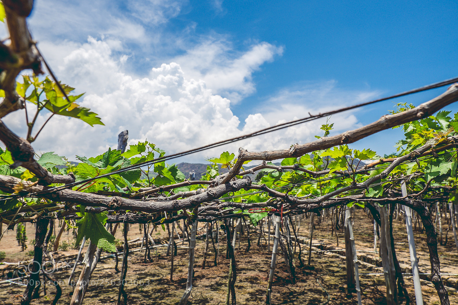 Fujifilm X-T1 sample photo. Grape farm photography