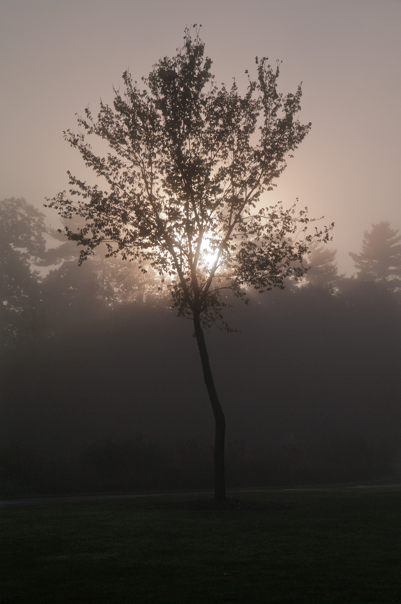Pentax K-7 sample photo. Foggy morning photography