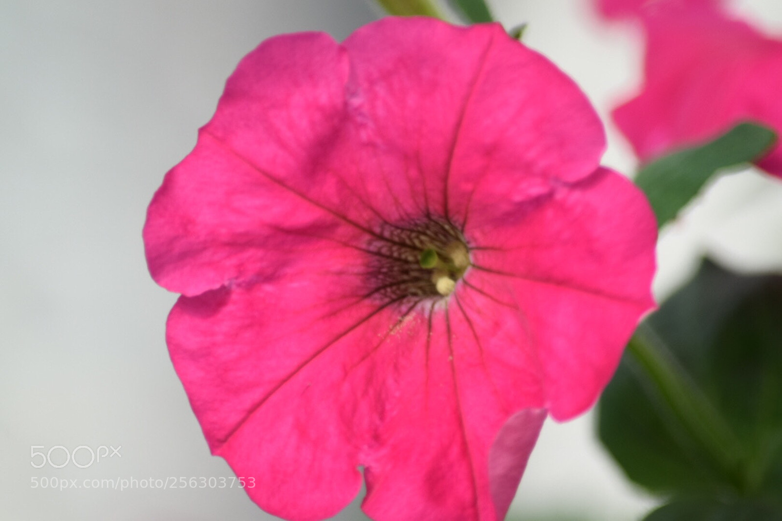 Nikon D5300 sample photo. Untitled photography