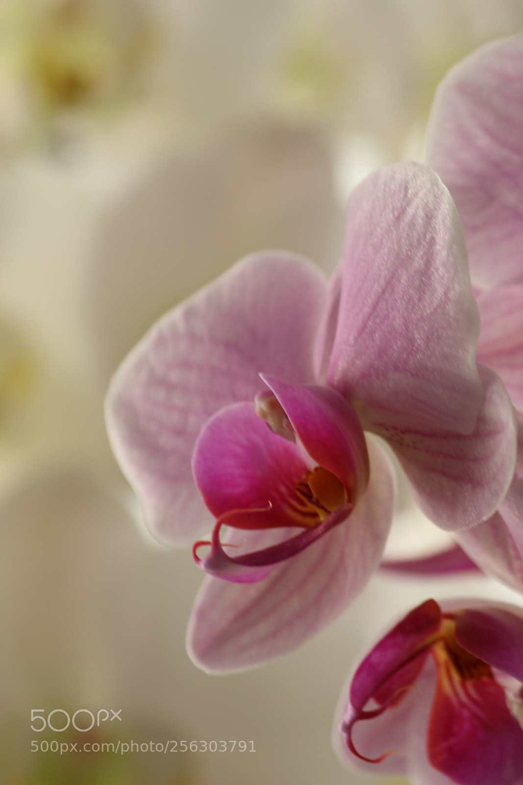 Canon EF-S 55-250mm F4-5.6 IS II sample photo. Untitled photography