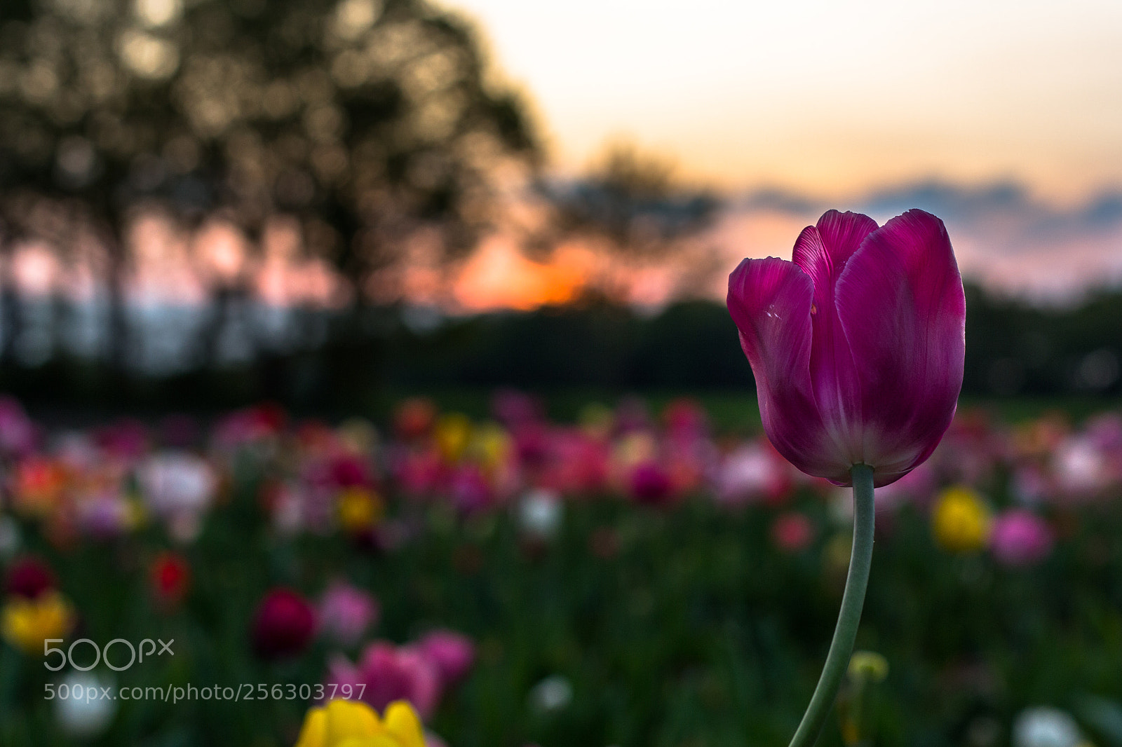 Canon EOS 60D sample photo. Tulip of love photography