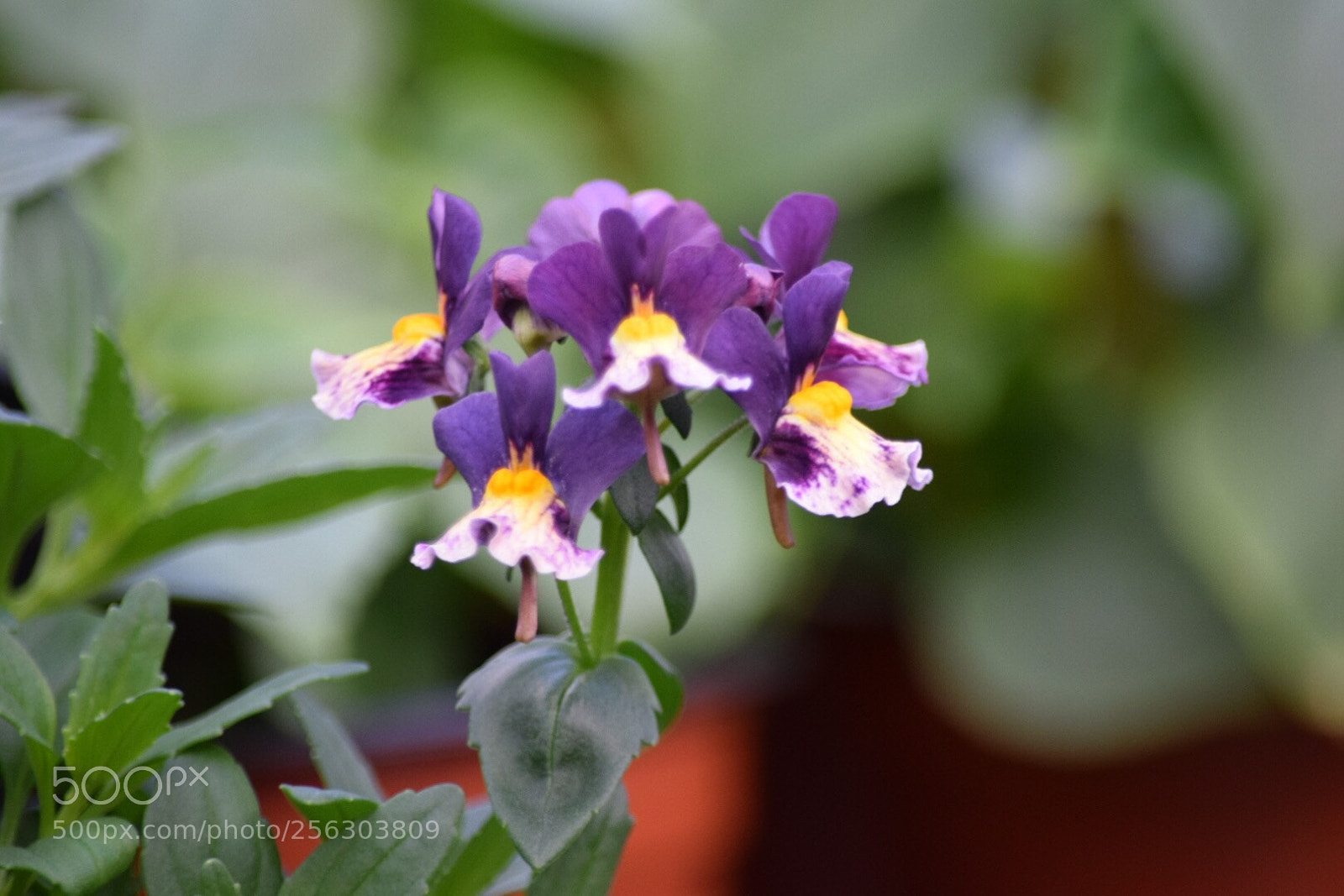 Nikon D5300 sample photo. Untitled photography