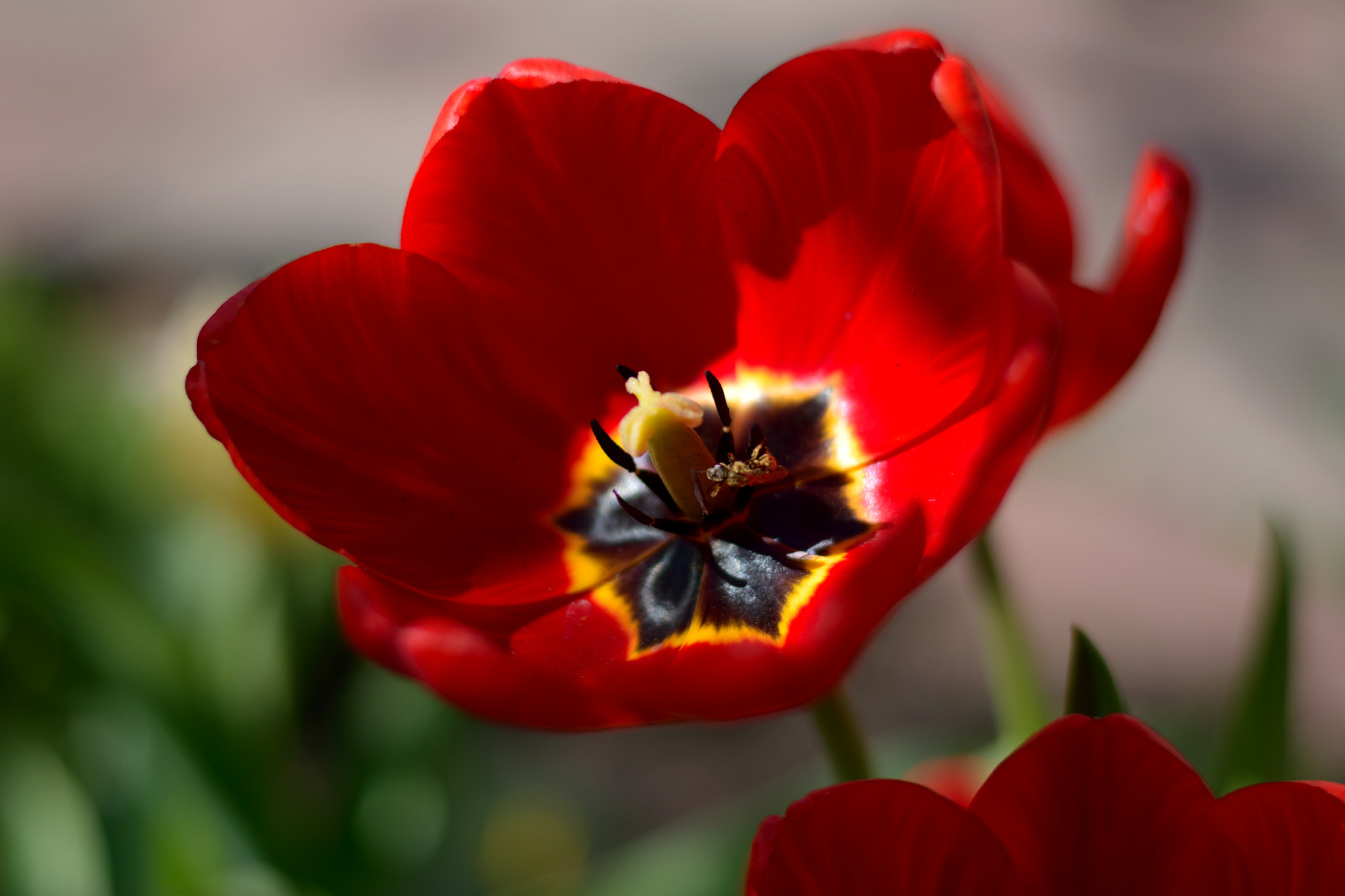 Nikon AF-S Nikkor 50mm F1.8G sample photo. Тюльпан photography