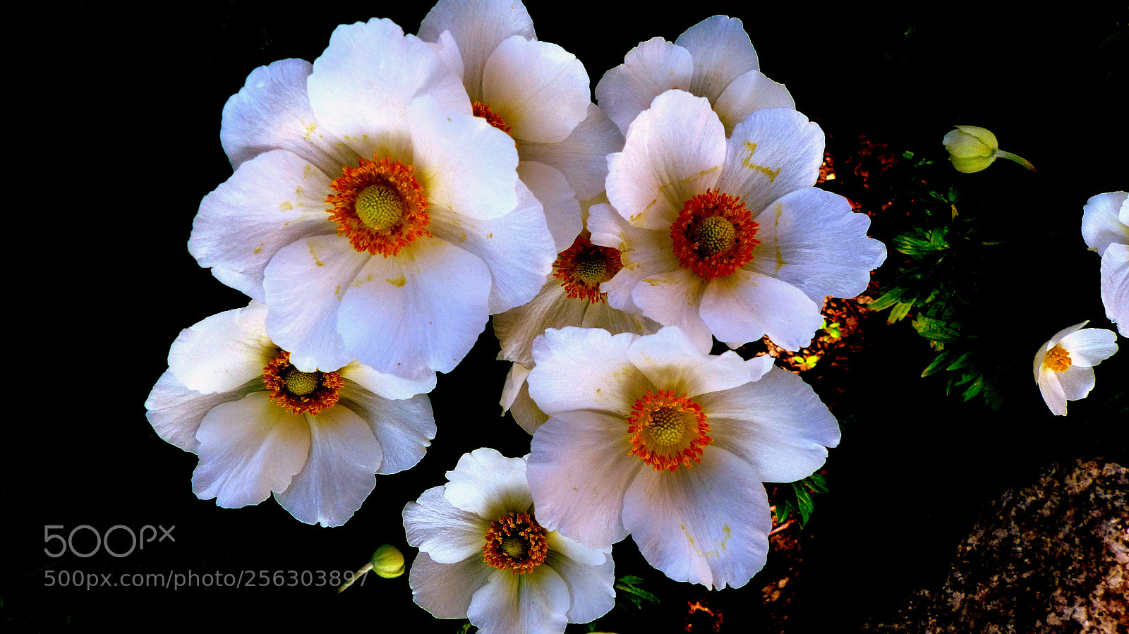 Panasonic Lumix DMC-FZ200 sample photo. Anemones. photography