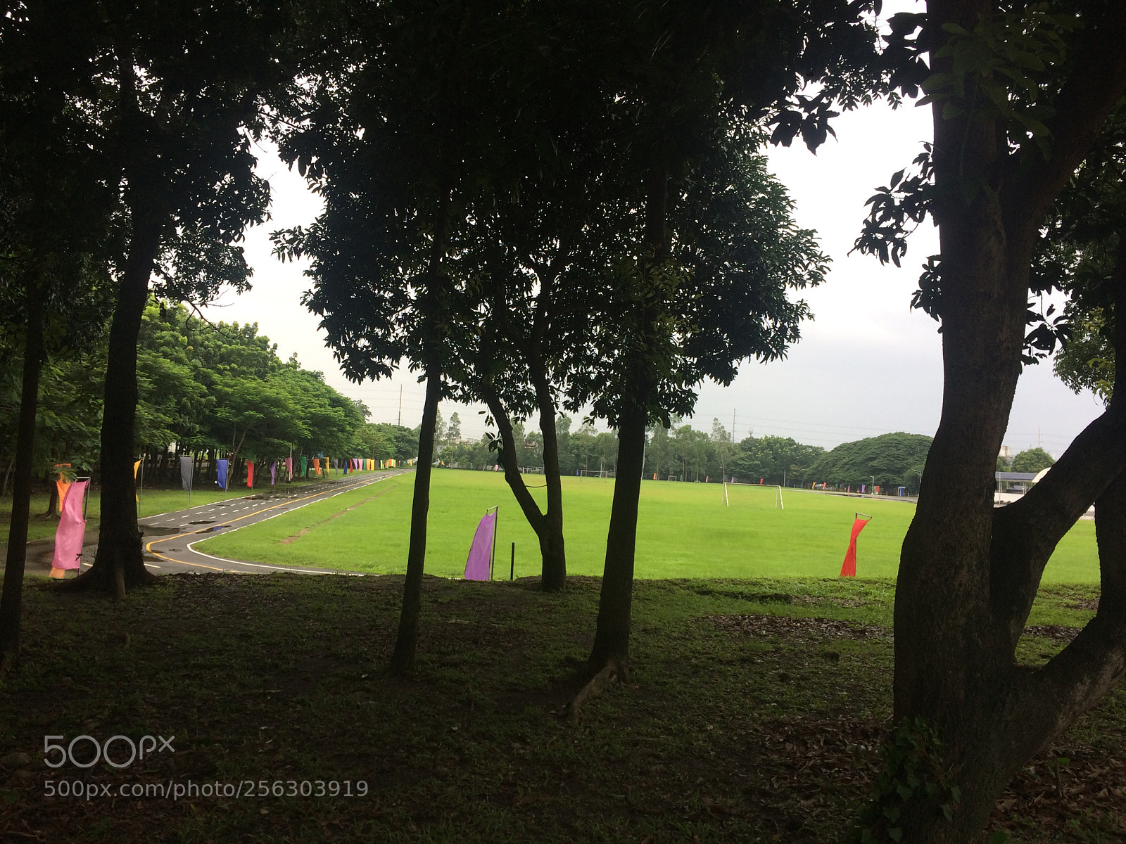 Apple iPhone 5s sample photo. Green green grass photography
