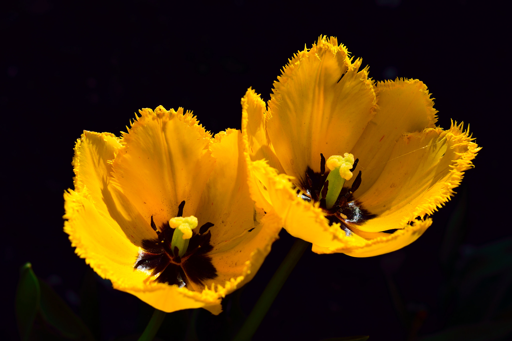 Nikon AF-S Nikkor 50mm F1.8G sample photo. Цветы photography