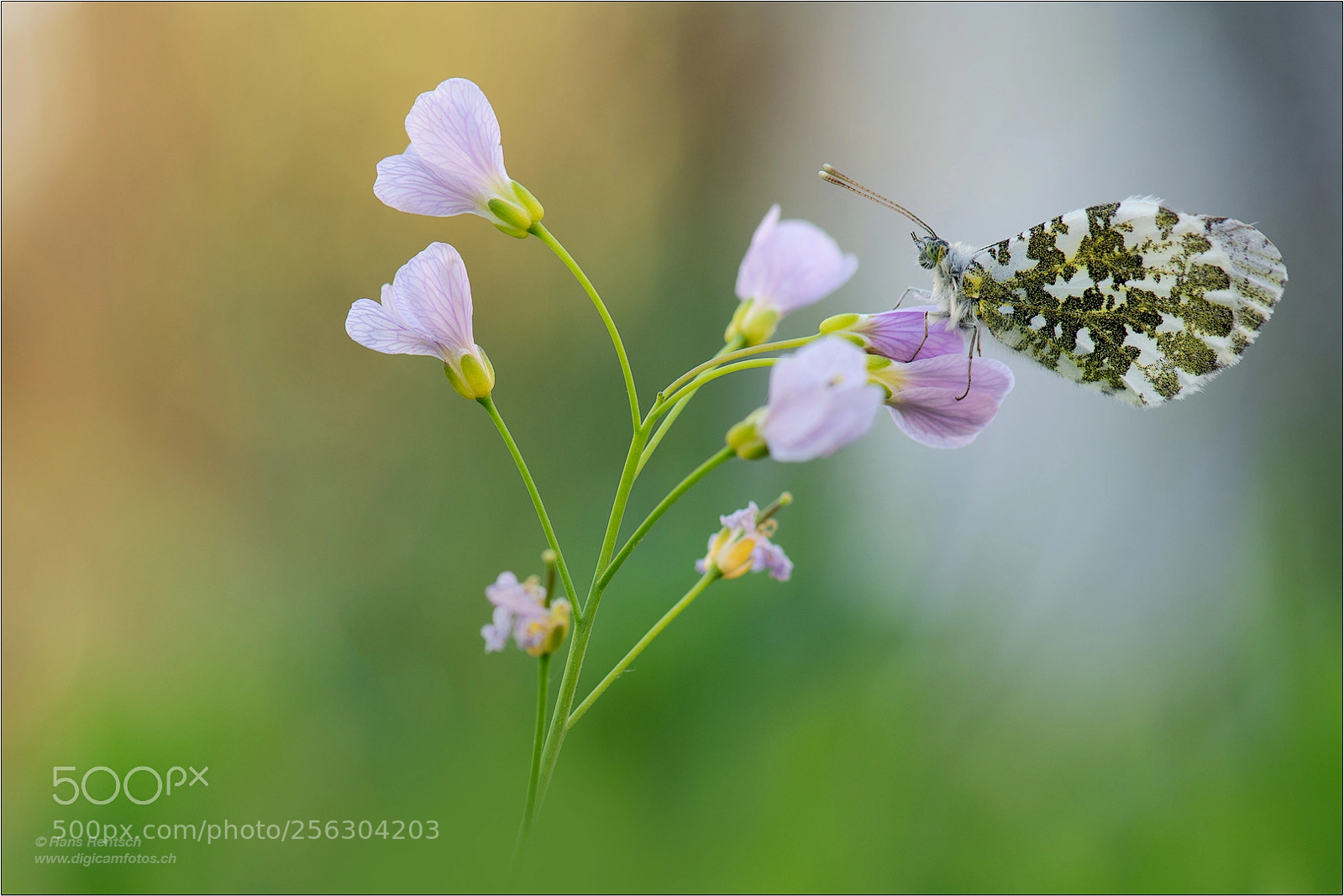 Nikon D850 sample photo. Anthocharis cardamines photography