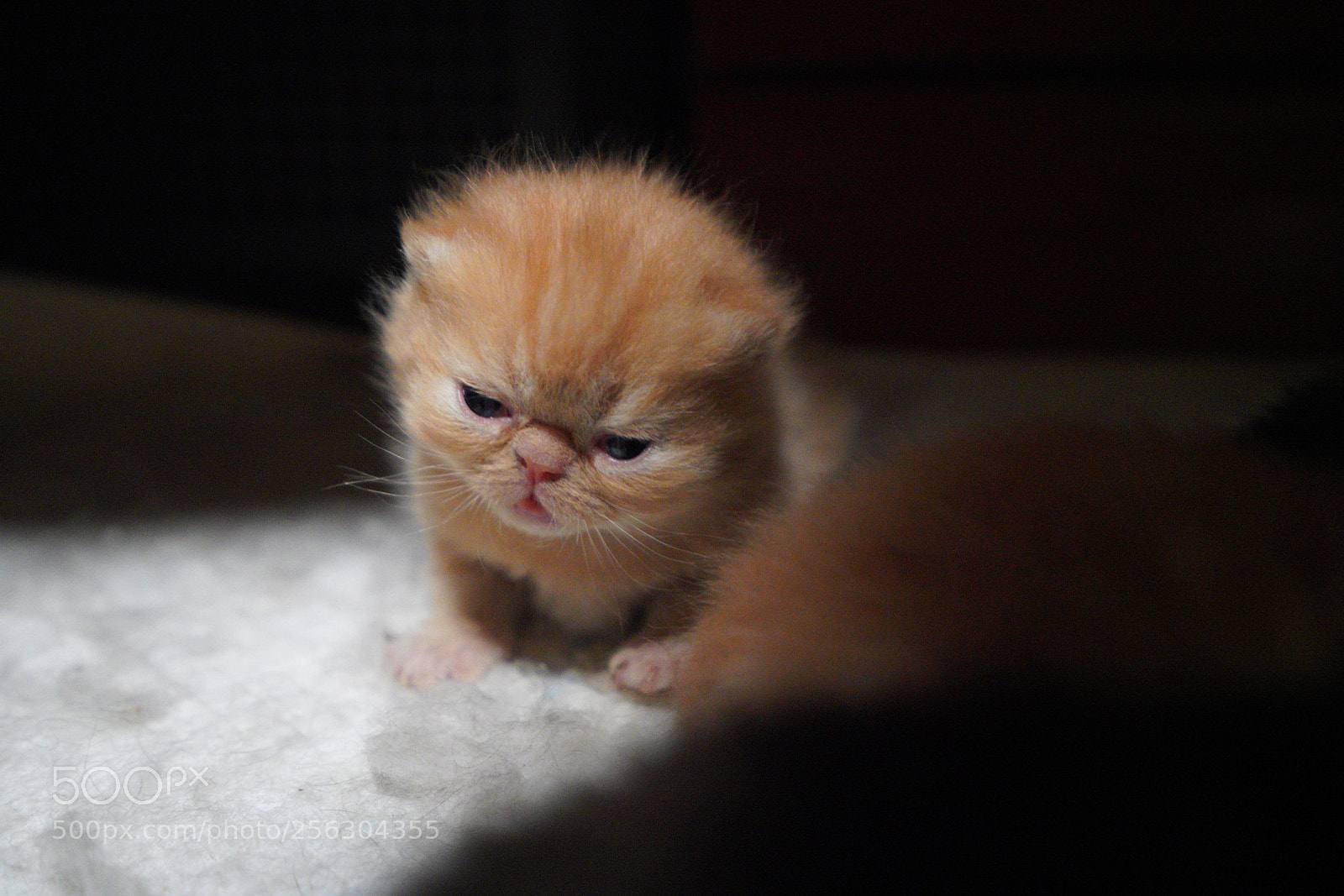 Sony a7R III sample photo. Little lion photography