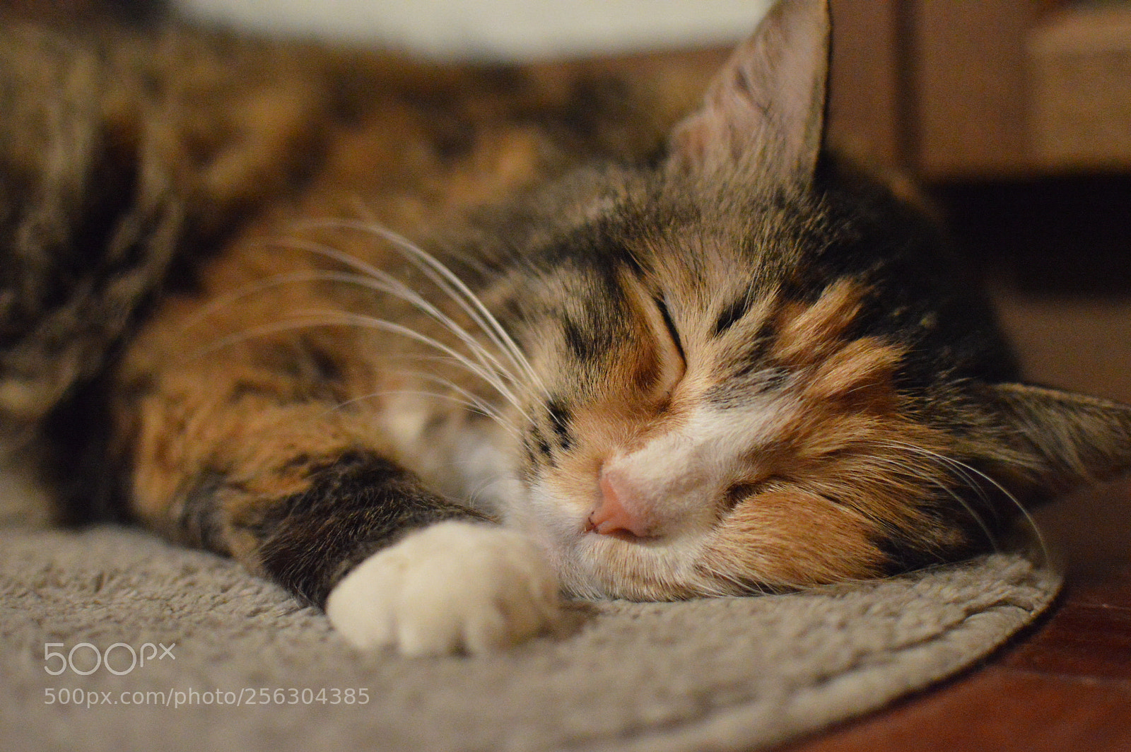 Nikon D3200 + Nikon AF-S DX Nikkor 35mm F1.8G sample photo. Sleepy cat photography