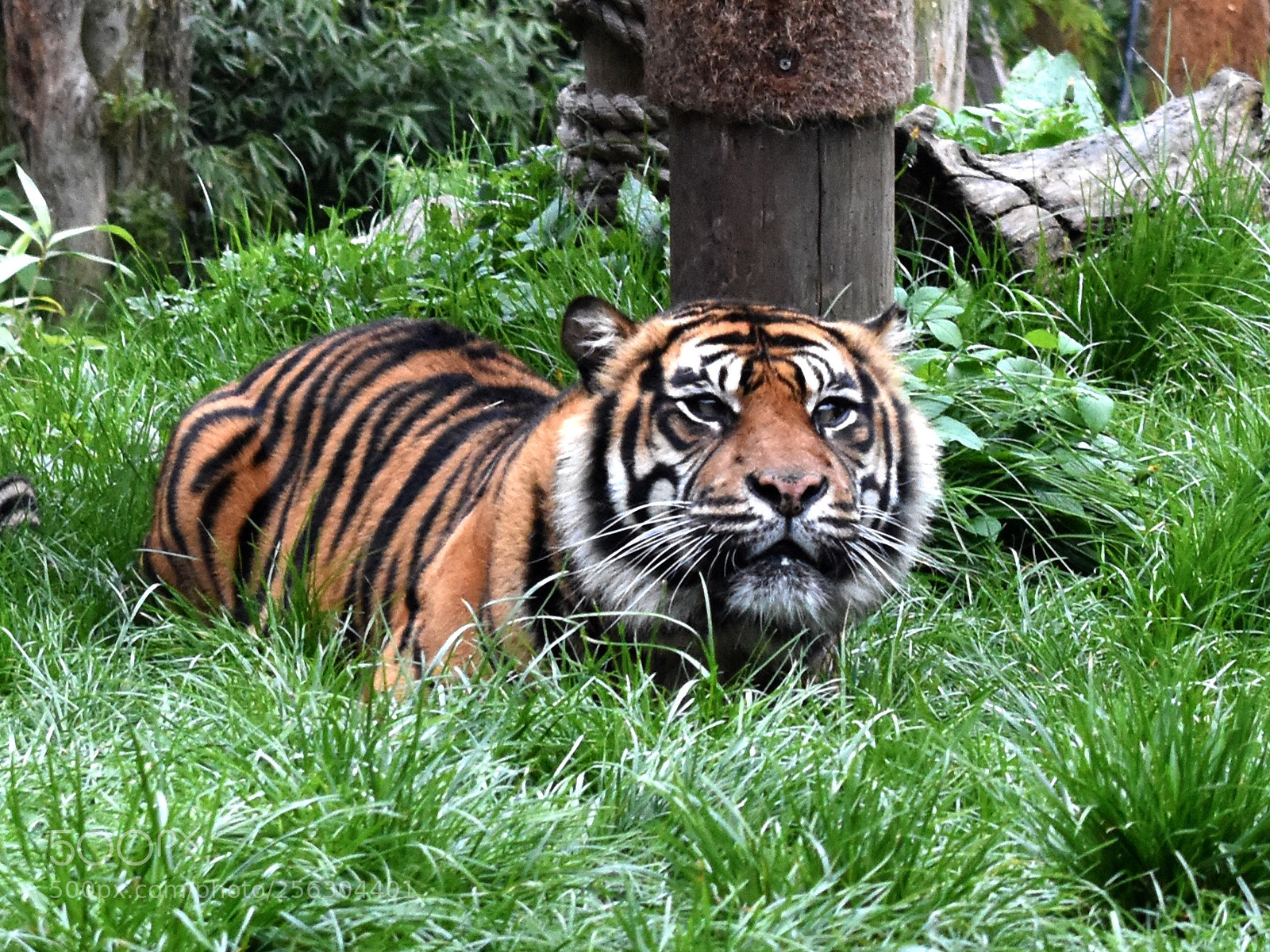 Nikon D3400 sample photo. Tiger at chessington zoo photography