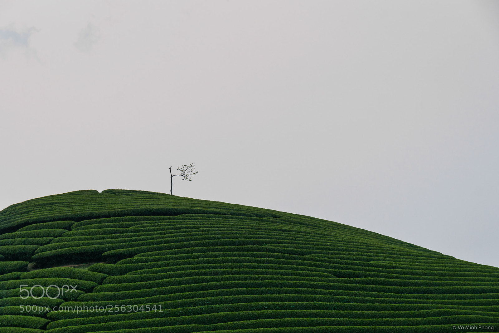 Sony a6000 sample photo. Lonely tree photography
