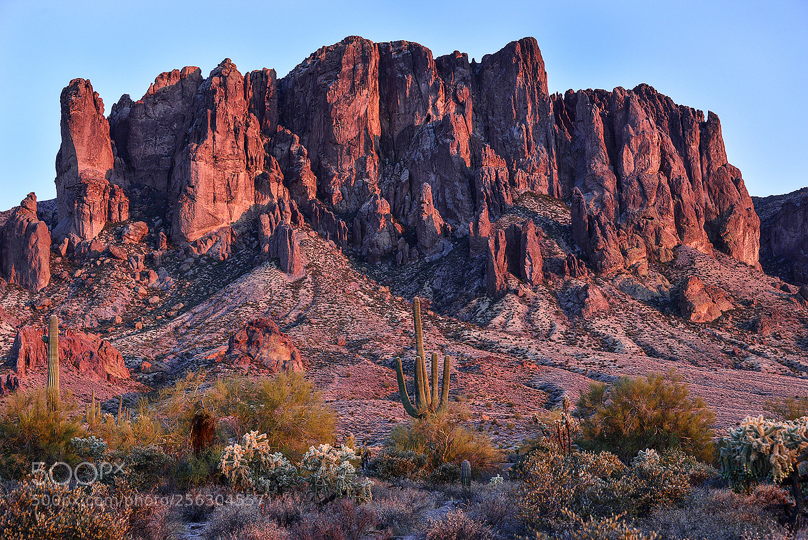Nikon D610 sample photo. Desert rose photography