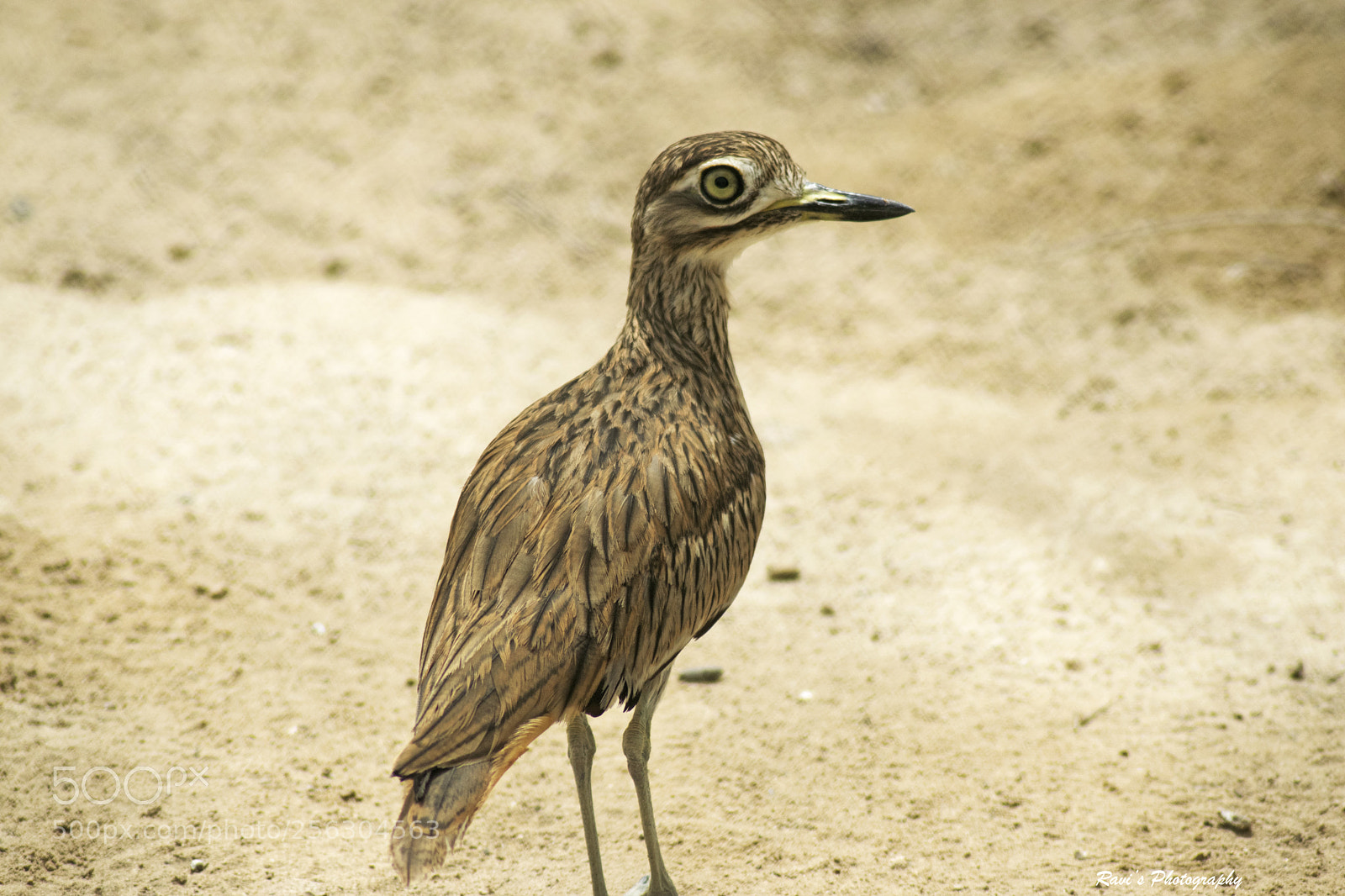 Nikon D5300 sample photo. Bird portrait photography