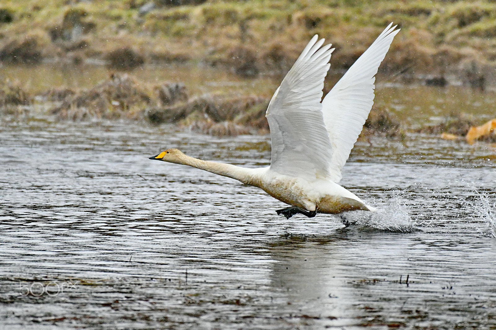 Nikon AF-S Nikkor 200-500mm F5.6E ED VR sample photo. Taking off photography