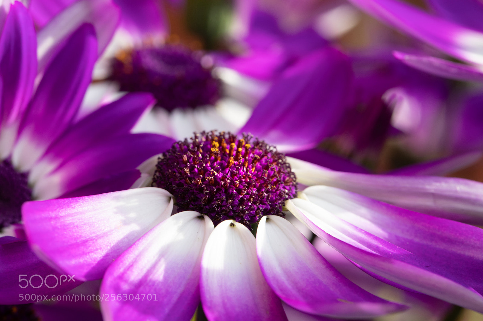 Canon EOS 5D Mark IV sample photo. Inside a purple world photography