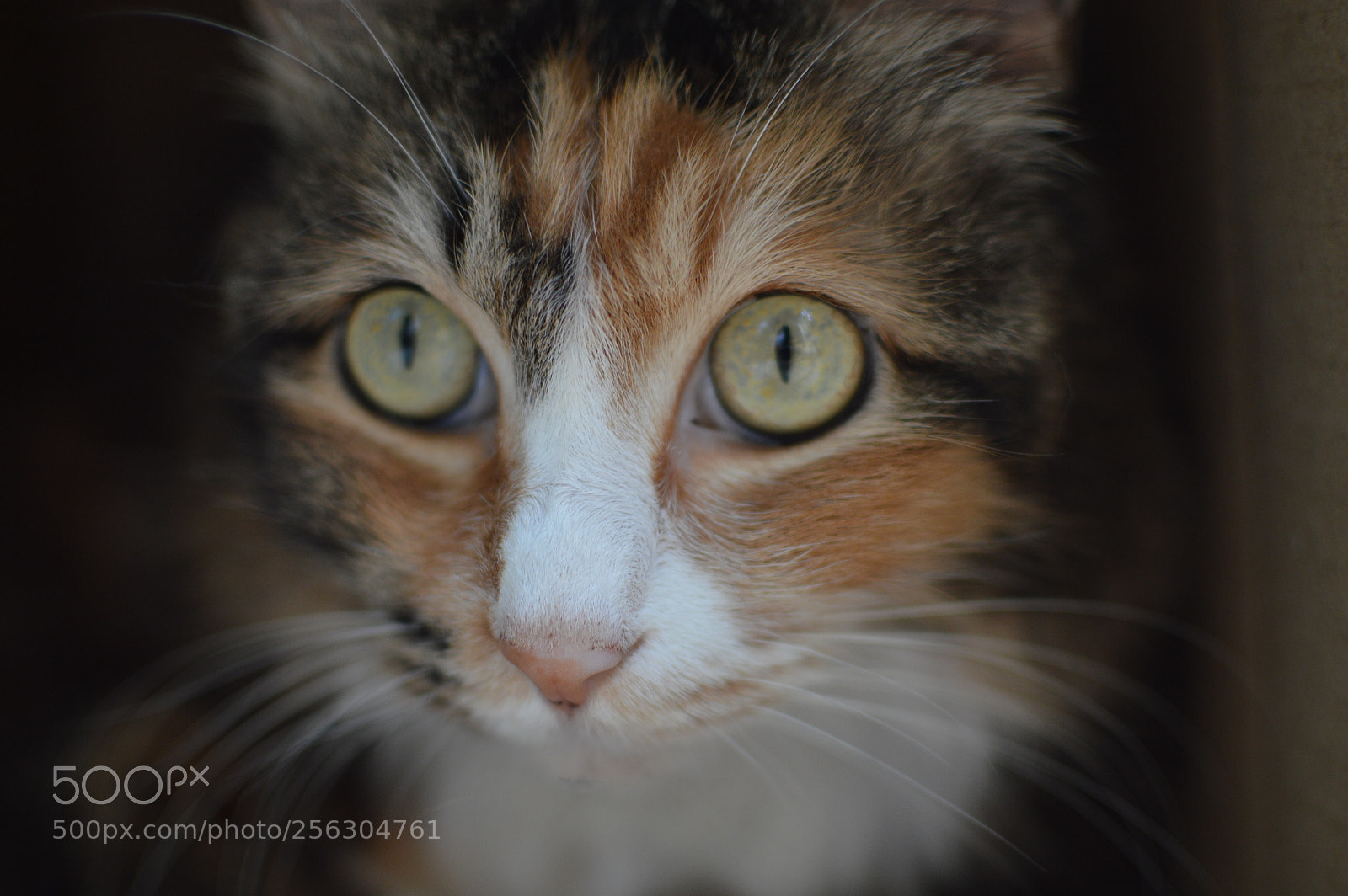 Nikon D3200 + Nikon AF-S DX Nikkor 35mm F1.8G sample photo. 你的眼神 photography