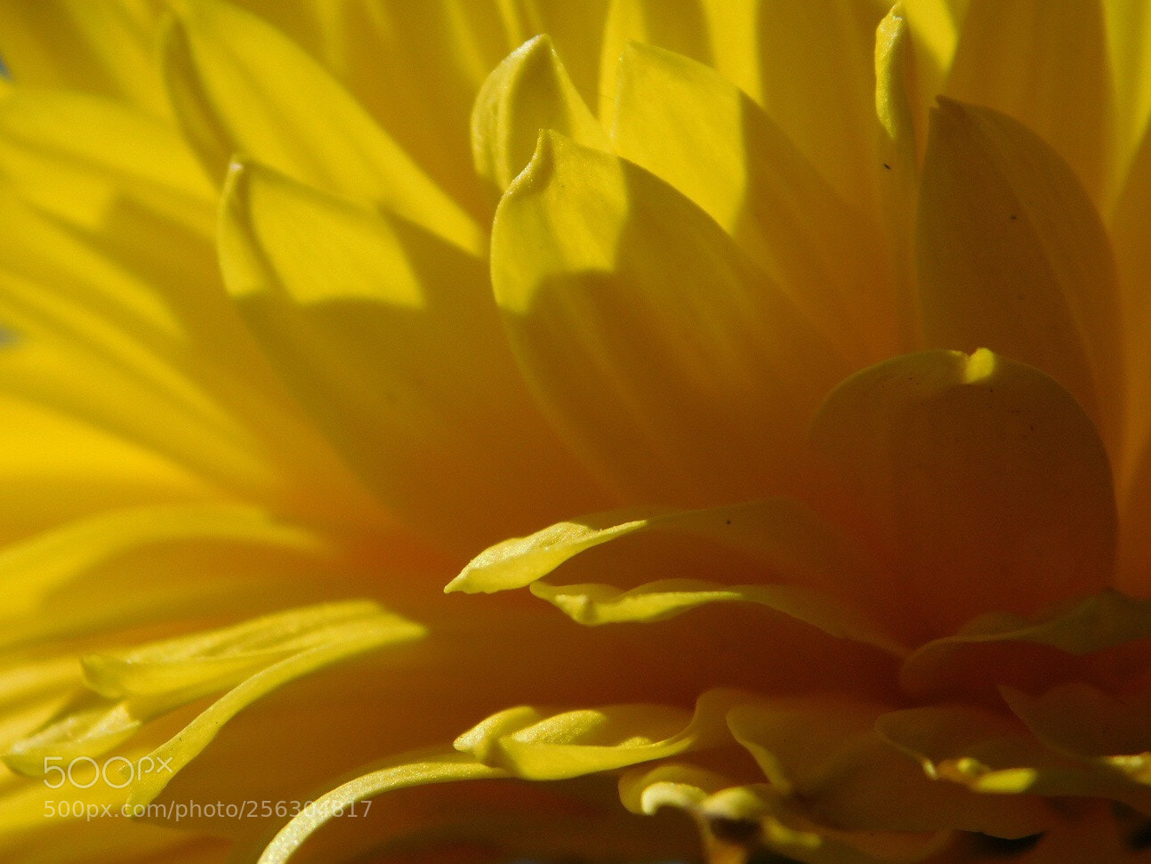 Nikon Coolpix B500 sample photo. Yellow petals photography