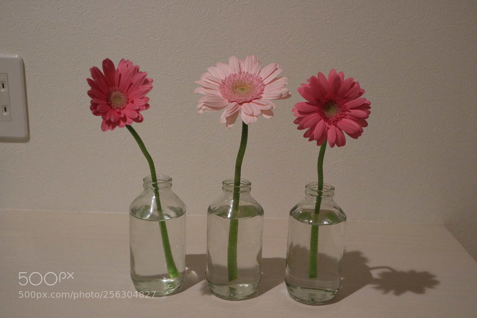 Canon EOS M3 sample photo. African daisy photography